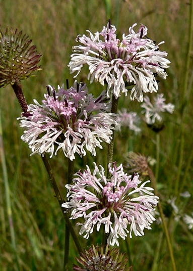 {Marshallia tenuifolia}